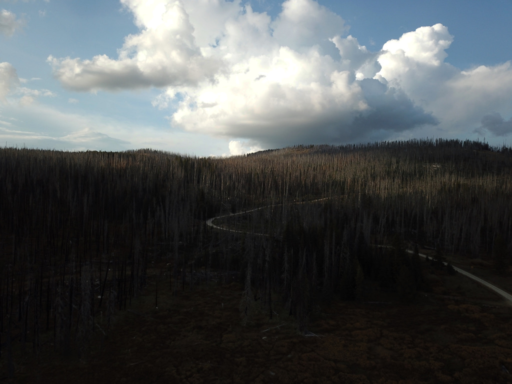 Aerial view of a burned forest ridge with standing fire-killed trees, ground-level regrowth, and a road snaking through, under a sky of large cumulus clouds.
