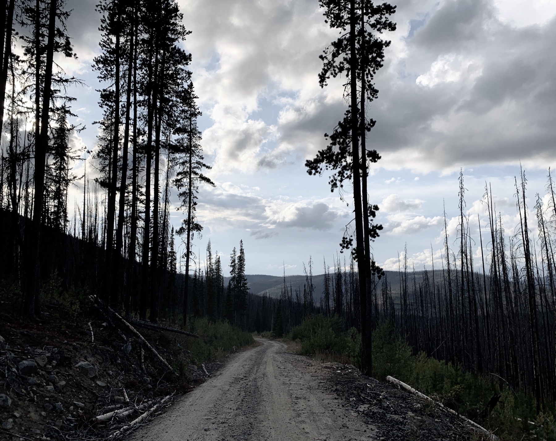 A dirt road descending through a stand of burned pine trees, with regrowth at ground level and a dramatic cloudy sky overhead.