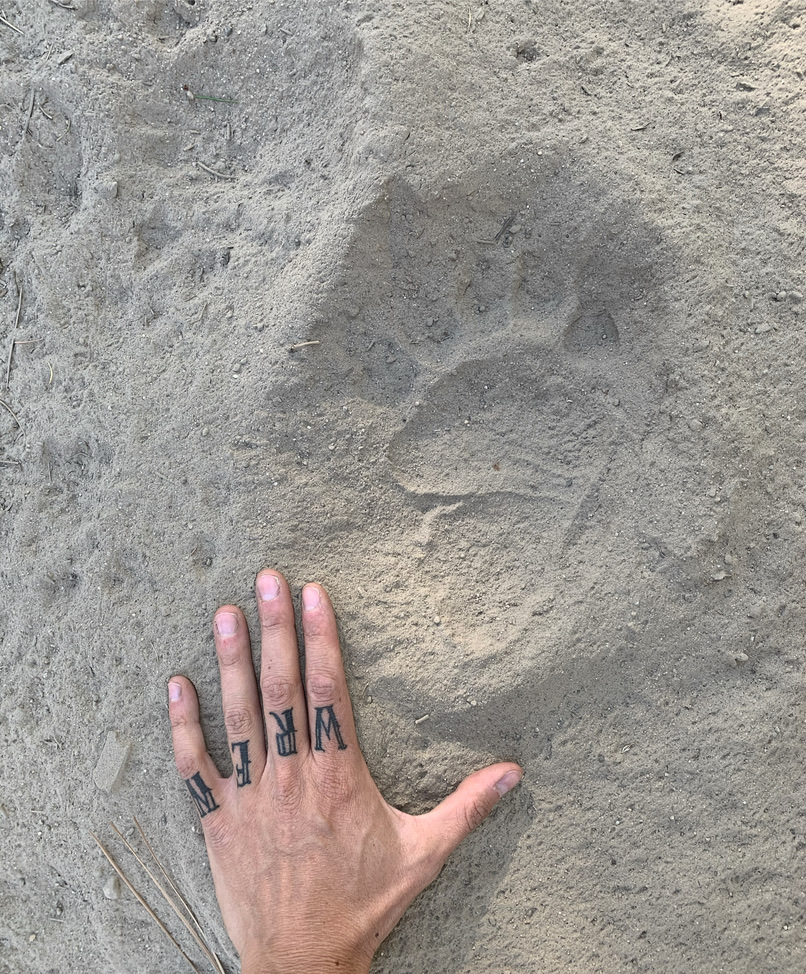 A hand pressed into sandy soil beside a large bear paw print, knuckle tattoos visible.
